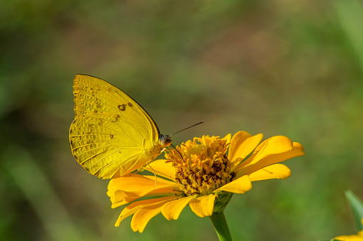 a butterfly on a yellow zinnia flower with a blurred background
