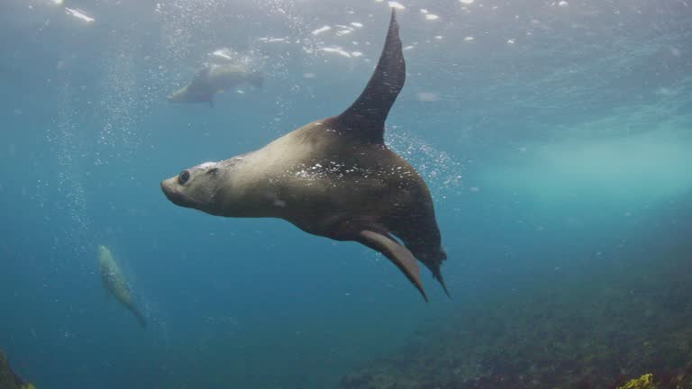 Close up of playful Australian fur seal creating bubble trail in clear blue open ocean water