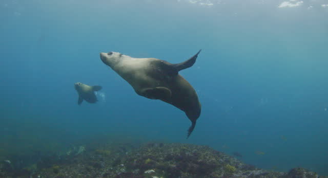 Close up of playful Australian fur seal creating bubble trail in clear blue open ocean water