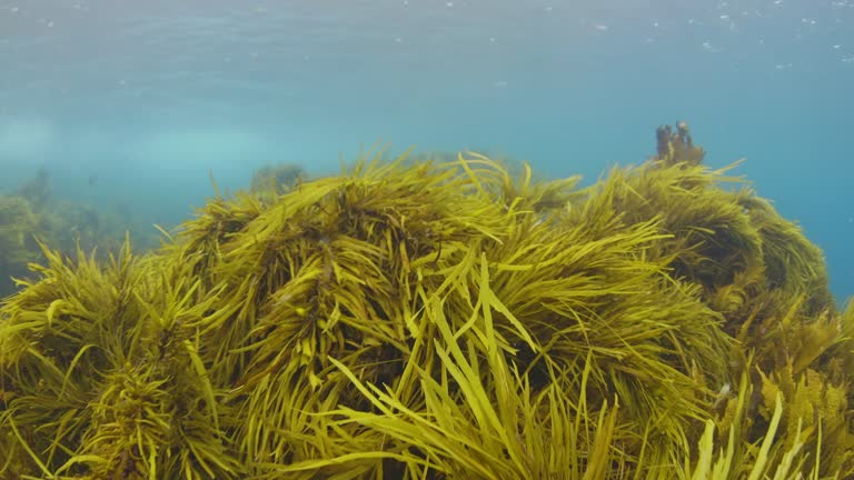 Swimming through seaweed or kelp swaying in the underwater current