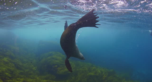 Close up of Australian fur seal playing in clear blue open ocean water