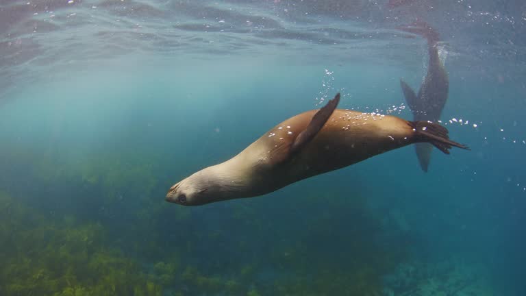 Close up of young Australian fur seals playing in clear blue open ocean water