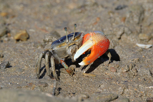 Fiddler crab with an orange claw standing on muddy surface