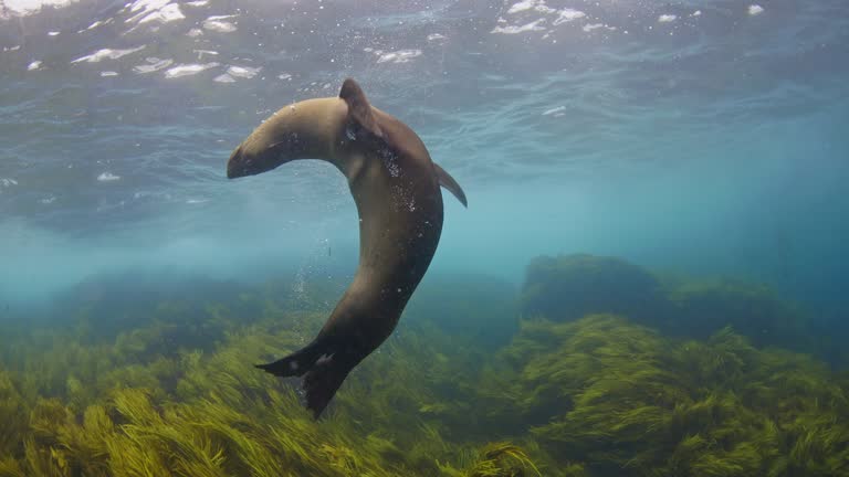 Close up of young Australian fur seals playing in clear blue open ocean water