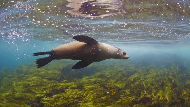 Close up of young Australian fur seals playing in clear blue open ocean water