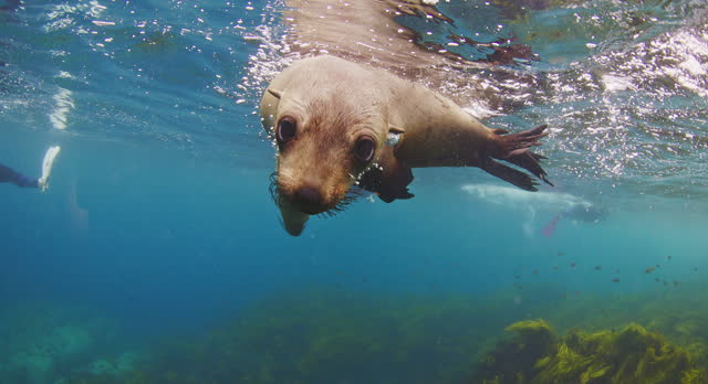 Close up of young Australian fur seals playing in clear blue open ocean water