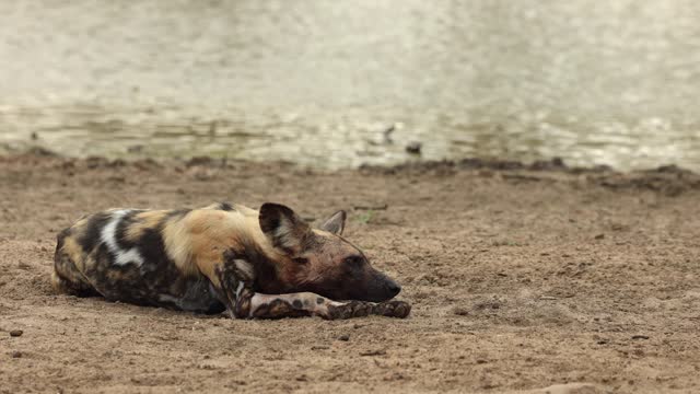 Adult African wild dog resting next to waterhole, Kruger National Park