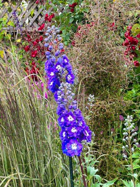 istock Candle Larkspur Flower 1999342824