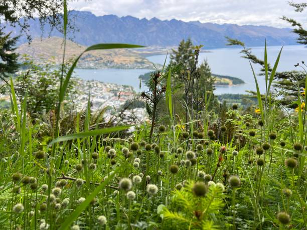 istock Echinops sphaerocephalus, glandular globe-thistle with background view of Queenstown, New Zealand 1999342902