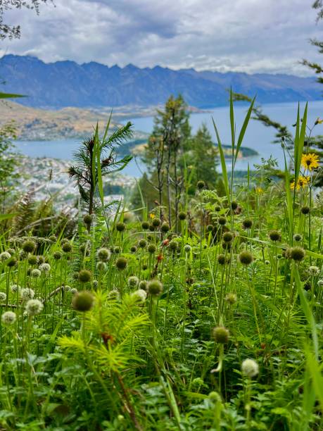 istock Echinops sphaerocephalus, glandular globe-thistle with background view of Queenstown, New Zealand 1999342904