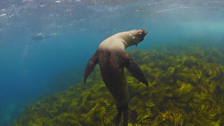 Close up of young Australian fur seals playing in clear blue open ocean water