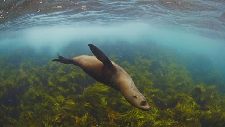 Close up of young Australian fur seals playing in clear blue open ocean water