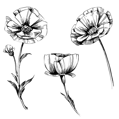 Vector flowers sketch