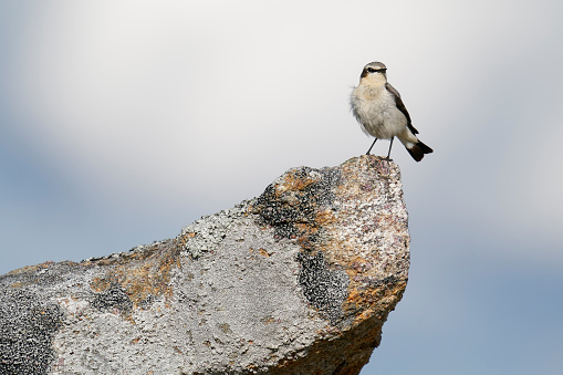 A wheatear (Oenanthe oenanthe) on a beautifully textured rock with matching colors