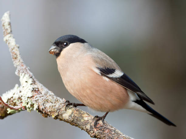 istock A female bullfinch 1999363108