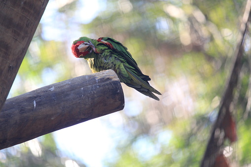 A brazilian amazon tropical parrot bird inside a aviary on a public park in Rio de Janeiro city