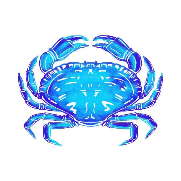 Vector illustration of Blue Watercolor Crab Background. Sealife, Coastal, Tropical Design Element.