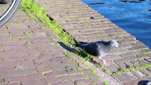 Pigeon walking with one leg on a water canal shore in Leiden city searching for food, Netherlands