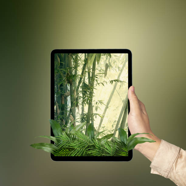 Human hand holding tablet with a screen view of the rainforest with trees and sunlight. Traveling concept