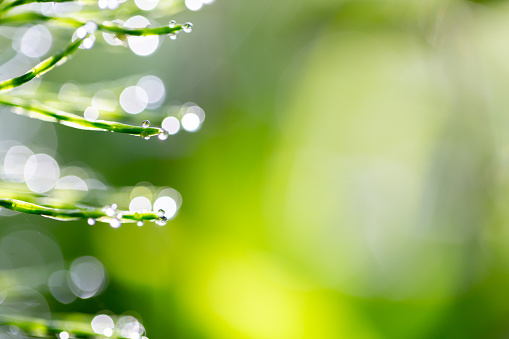 Closeup of waterdrops on grass