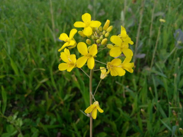 istock Beautiful flower yellow color 1999435842