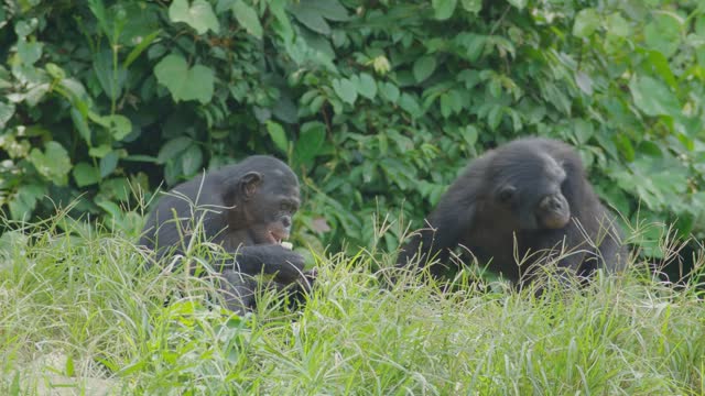 Two bonobos but one eating fruit and enjoying it nicely, in a dense savannah type of tropical forest in the congo.