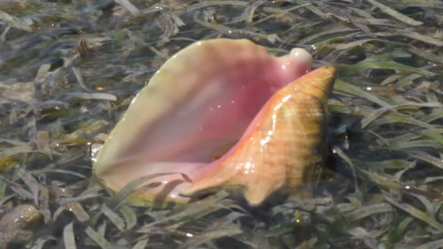 Close-up of a shiny conch shell in seaweed under clear water, sunlight reflecting on the surface