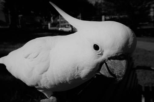 Cockatoos are Australian native birds living both in the country and the city where they can sometimes be observed close up as a result of adapting to an environment that includes human beings