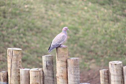 A Brazilian Common wood pigeon in a natural public park on Rio de Janeiro city