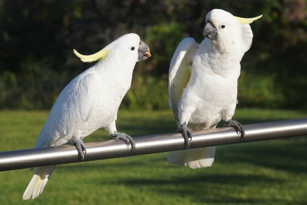 istock Cockatoo shooing off a Mate looking at a Snack in its Beak 1999457480