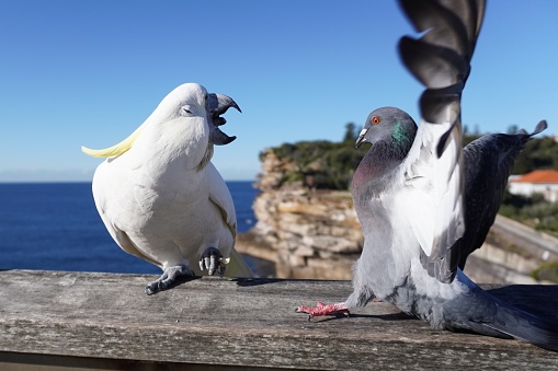 Cockatoos are Australian native birds living both in the country and the city where they can sometimes be observed close up as a result of adapting to an environment that includes human beings