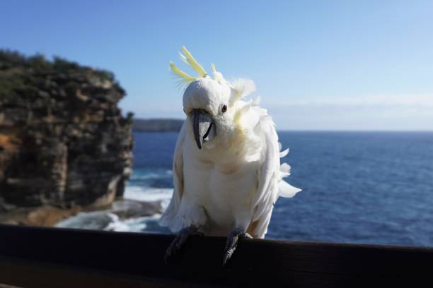 istock Hunched Female Cockatoo with ruffled Feathers on a windy Day 1999458657