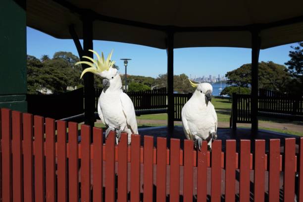 Cockatoos are Australian native birds living both in the country and the city where they can sometimes be observed close up as a result of adapting to an environment that includes human beings