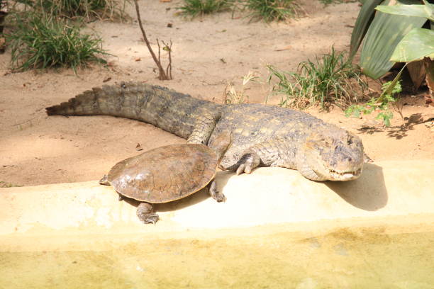 A South American river turtle and caimans inside a artificial lake on Rio de Janeiro city