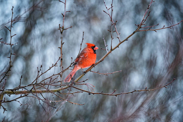 istock Northern Cardinal Bird Perching in a Winter Crabapple Tree 1999466888