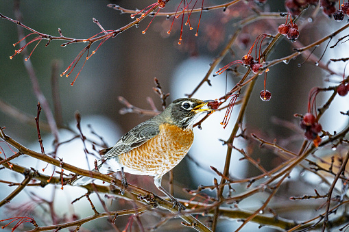 A bright, colorful male American Robin (Turdus migratorius) is perched on a winter crabapple tree branch with a whole crabapple berry in its beak. In January in western New York State, this winter tree has been stripped almost bare of its hanging fruit. Whatever is left is wrinkled and over ripe, or even rotting.