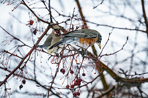 An American Robin (Turdus migratorius) and a Cedar Waxwing are perched on winter crabapple tree branches in January in western New York State. The waxwing bird is swallowing a whole crabapple berry stuffed in its wide open beak. In January in western New York State, this winter tree has been stripped almost bare of its hanging fruit. The remaining berries are wrinkled and over ripe, or even rotting.