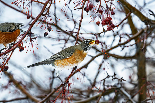 istock American Robin (Turdus migratorius) About to Swallow Crabapple 1999468970
