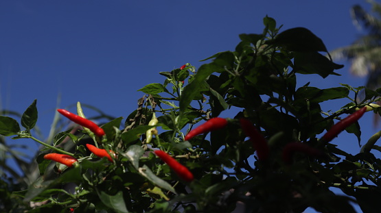 Red chili and green chili in the garden