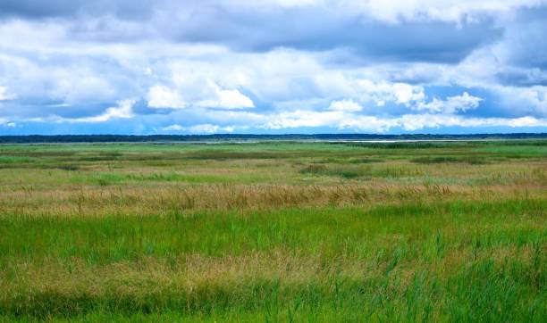 istock Panoramic landscape. Overgrown lake. Rain clouds. 1999490957