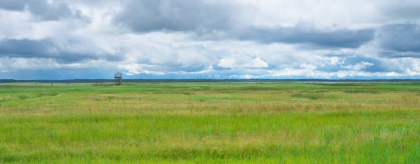 istock Panoramic landscape. Overgrown lake. Rain clouds. 1999490964