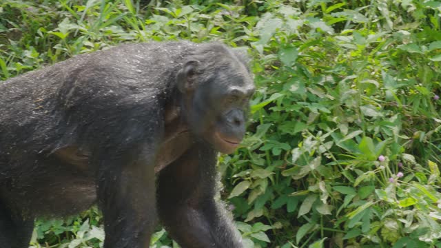 Bonobo eating fruit in a natural forest in Congo Drc.
