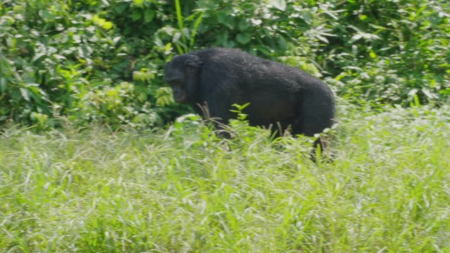 Bonobo walking on four foot in a dense savanna jungle. This is a rare animal found only in wildlife in the congo