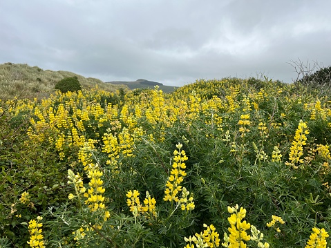 Yellow Lupin Flowers - Beautiful Allans Beach, South Island, New Zealand