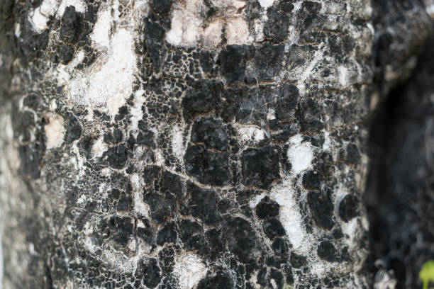 Close up of bark on tree stump. Old tree. Background or backdrop. sunlight on bark.