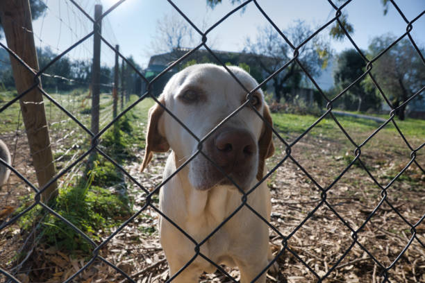 The guard dog behind the fence is barking. An angry dog is guarding the site behind the fence. High quality photo