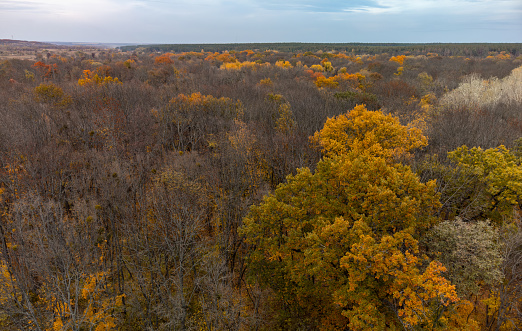 Aerial autumn bare trees forest with cloudy sky. Autumnal nature scenery