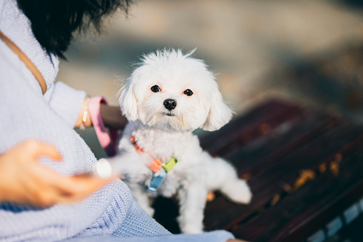 A woman is taking a stroll outdoors with her adorable Maltese. Closeup puppy