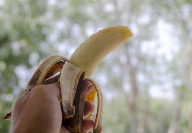Rotten banana with hand holding on blurred bokeh nature background