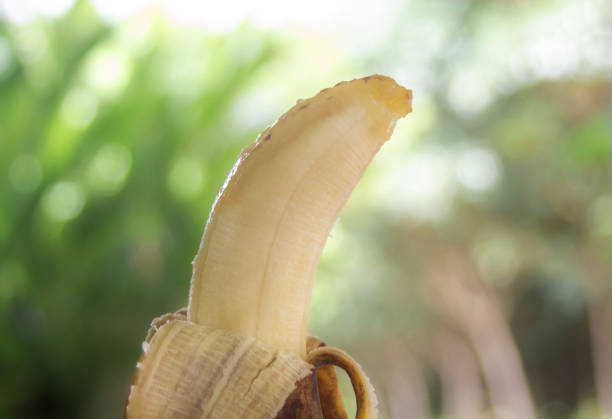 Rotten banana on blurred bokeh nature background